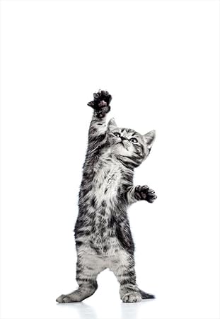 Amazon ウォールステッカー 飾り 60 60cm シール式 装飾 おしゃれ 壁紙 はがせる 剥がせる カッティングシート Wall Sticker 雑貨 ガラス 窓 Diy プチリフォーム パーティー イベント 賃貸 アニマル ネコ 動物 0010 ウォールステッカー オンライン通販