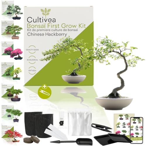 CULTIVEA® First Bonsai Kit – Grow Your Own Bonsai Tree Indoors – Complete Starter Set with Seeds & Accessories – Indoor Gardening Gift | Made in France (Hackberry)