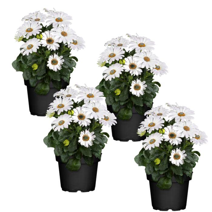 DECOALIVE Dimorphoteca Color Blanco - Pack 4 Unidades - Plantas Naturales con Flores para Terraza y Jardín - Margaritas Blancas