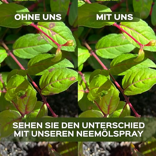 LERAVA Neemöl Spray (700 ml) – Pflanzenpflege mit Emulgator – Natürliches Mittel gegen Trauermücken & Blattläuse – Bio Blattpflege stärkt Pflanzenabwehr – Für Zimmerpflanzen & Garten - Neem Öl