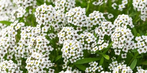 Sweet Alyssum Seeds - Carpet of Snow (Lobularia maritima), Pack of 50,000 Seeds by Seeds2Go