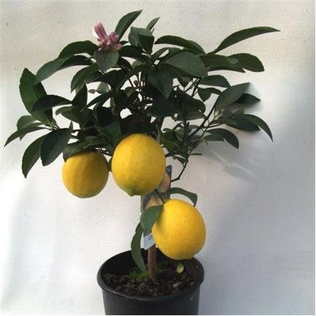 Cross Common Nursery Citrus Lemon Meyer 60cm Standard