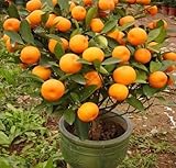 Mandarina (Citrus reticulata Blanco) semillas de árboles -BONSAI- 10,20,40,100