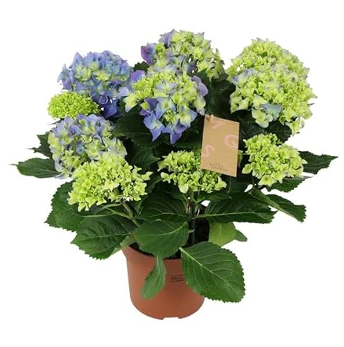 Planta Natural Hydrangea Blue - Hortensia -