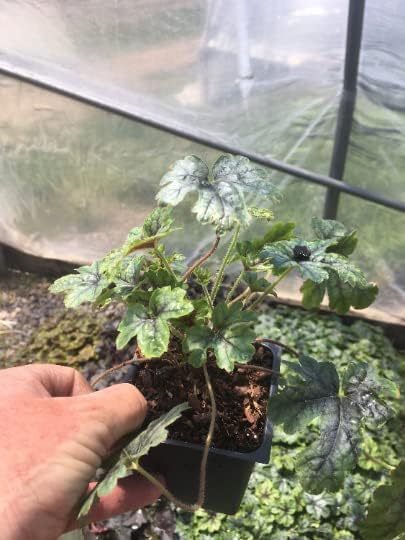 Tapestry Heucherella in 3.5 inch pots-You Chose Amount. One Plant per Pot! (2)