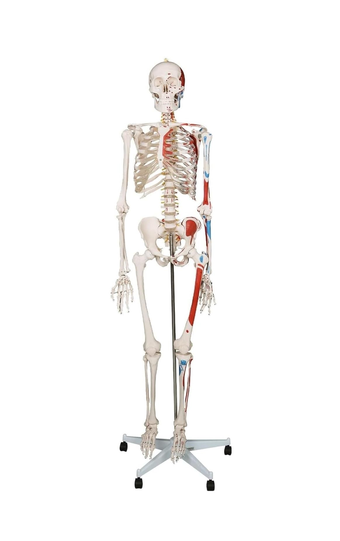 Modello di scheletro umano a grandezza naturale da 180 cm con supporto, arti mobili