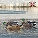 Avian Topflight Mallard Duck, 6 Pack, with Topflight Early Season Teal, 6 Pack, Realistic True to Life Outdoor Hunting Decoy Sets