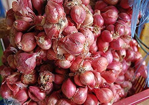 Golden Hills Farm Hybrid small shallot onion 300+ seeds (B096WH8RFK) Amazon Price History, Amazon Price Tracker