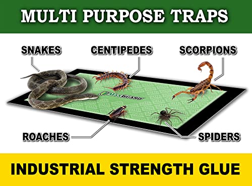 Maxguard Extra Large Insect Traps (8 Traps) | Non-Toxic Extra Sticky Pre-Baited Glue Board, Trap & Kill Most Crawling Insects, Bugs, Spiders, Crickets, Scorpions, Cockroaches, Centipedes, Snakes. #TOP3