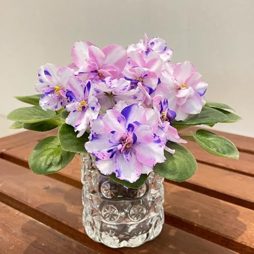 semi di violetta africana, tappezzante perenne resistente di violetta africana, giardino roccioso resistenti per luoghi 55pcs