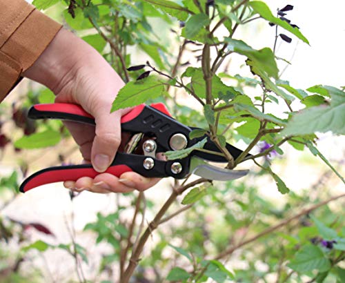 Image of TABOR TOOLS S851A Bypass Pruning Shears with Compound Action, High Carbon Steel Blades with 3 /4 Inch Cut Capacity, Professional Hand Pruner & Garden Secateurs for Easy Cutting, Safety Lock