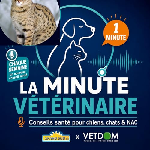 Pourquoi la race de chat Savannah inqui&egrave;te-t-elle ?