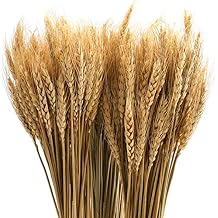 Yarlung 300 Stems 16 Inch Dried Wheat Sheaves, Natural Wheat Stalks Bundle Fall Arrangement for DIY Craft, Home Table, Wedding