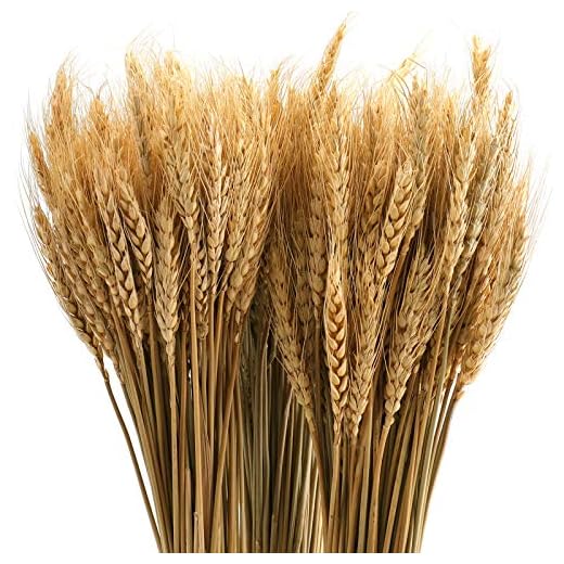 yarlung 300 Stems 16 Inch Dried Wheat Sheaves, Natural Wheat Stalks Bundle Fall Arrangement for DIY Craft, Home Table, Wedding