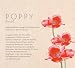 A Place to Shine: Roman | Der romantische Abschluss der New Adult-Romance-Reihe | SPIEGEL Bestseller (Cherry Hill, Band 4)
