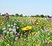 Tall Grass Meadow Mix (Mix 110), 500 Certified Pure Live Seed, True Native Seed