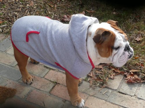 Dog Hoodie, Gray Bulldog Small