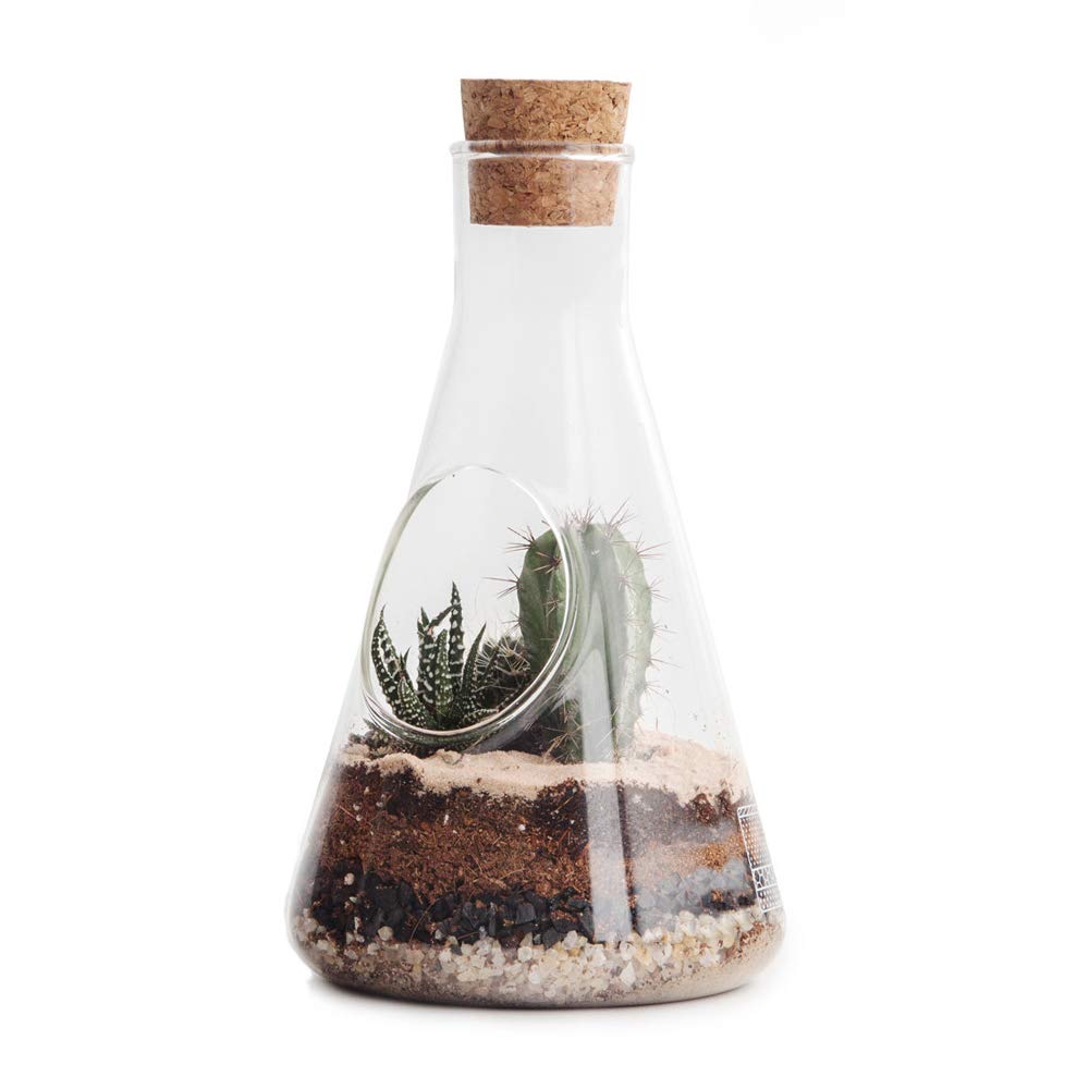 SUCK UKSUCK UK Chemistry Kit Plants & Cacti | Succulent Vase Holder | Glass Terrarium with Soil for Plants | Cactus Pot |, Clear, 12 x 25 x 12 cm