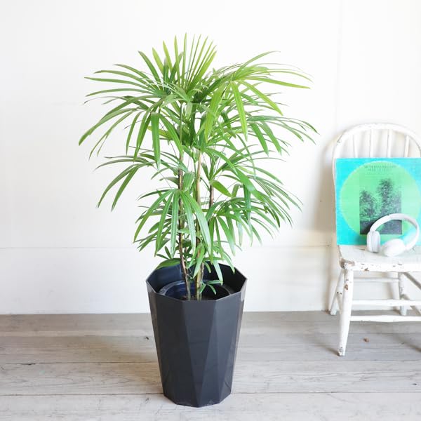 Amazon｜棕櫚竹 シュロチク 8号 黒色鉢カバー付 寒さに強い 観葉植物