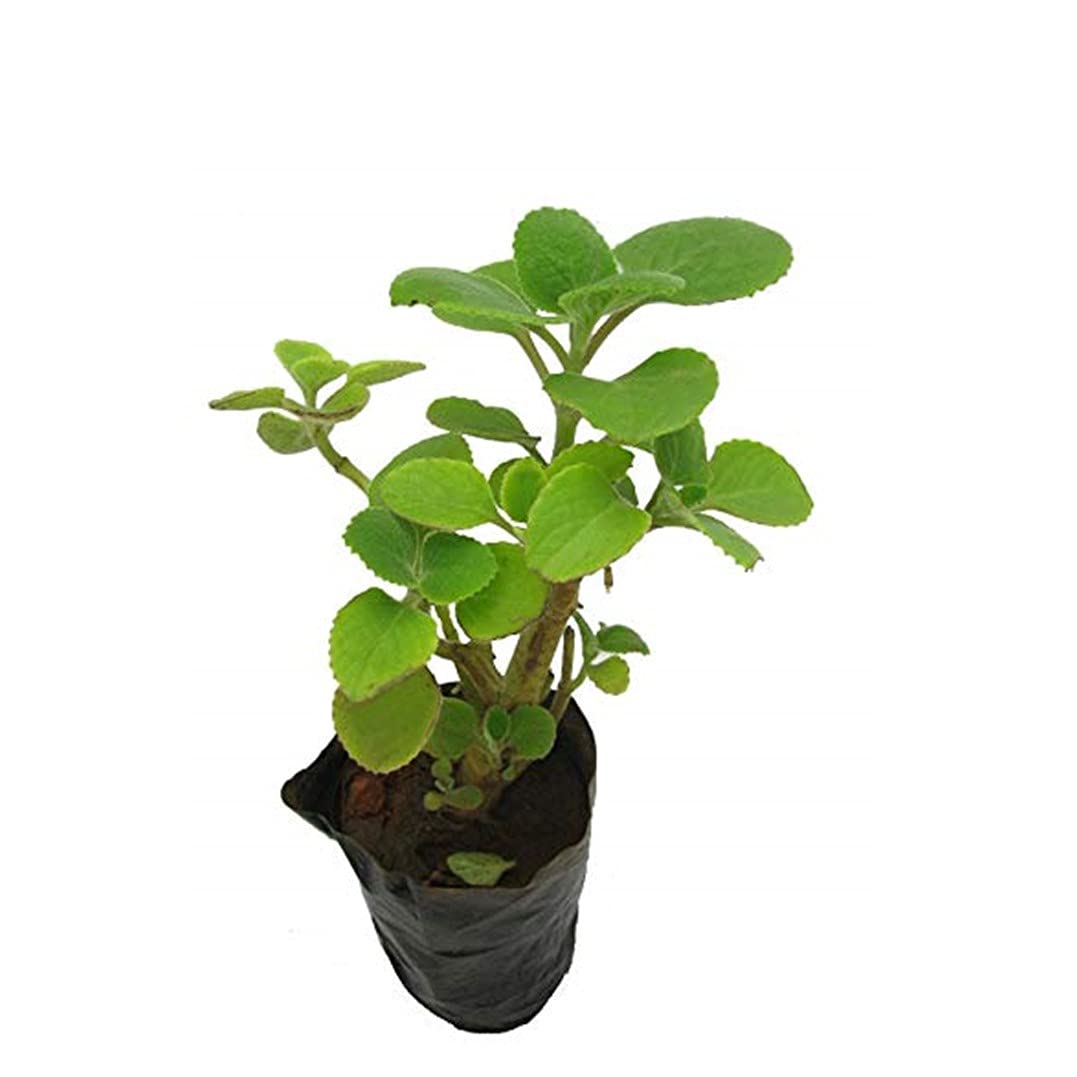 See full amazon price history chart for Plantazee Plantshive Doddapatre/Mexican Mint Indoor Plant With Plastic Pot, Black, Medium, 1 Piece Plantazee Plantshive Doddapatre/Mexican Mint Indoor Plant With Plastic Pot, Black, Medium, 1 Piece (B093ZYZP76) Amazon Price History, Amazon Price Tracker
