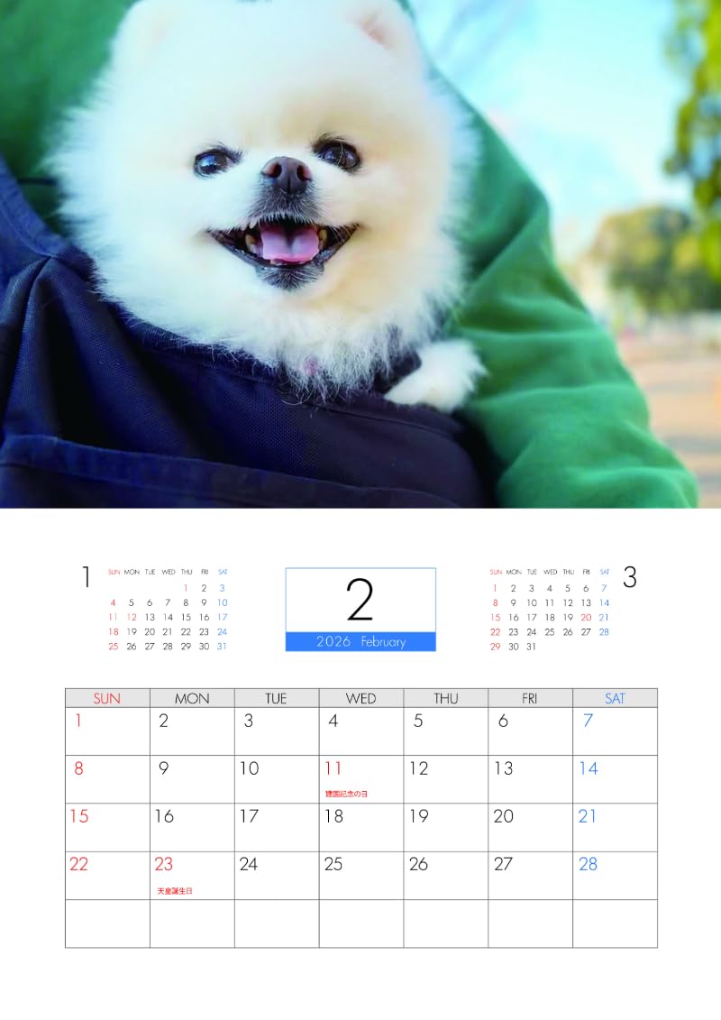 Amazon | 【予約販売】 ポメラニアンのマヨちゃんねる 犬 2026年