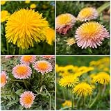 10,000+ Dandelion Seeds for Planting – Heirloom Non-GMO Taraxacum officinale, Edible Herb Seeds for Garden, Medicinal Use, Salads and Wildlife Support
