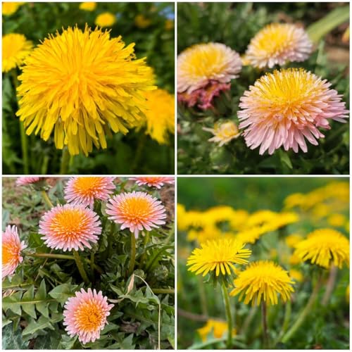 10,000+ Dandelion Seeds for Planting – Heirloom Non-GMO Taraxacum officinale, Edible Herb Seeds for Garden, Medicinal Use, Salads and Wildlife Support
