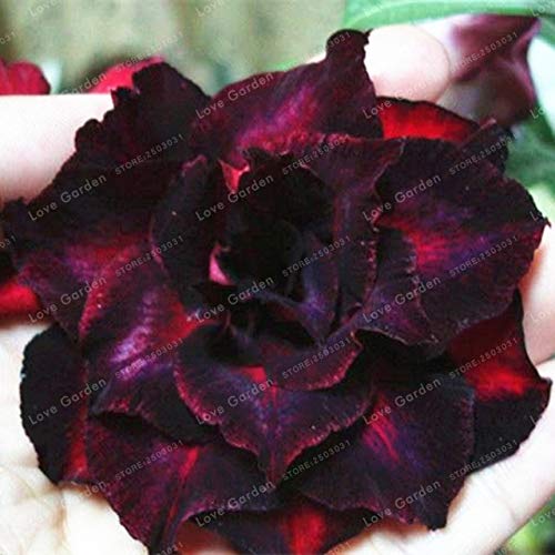 Pinkdose Bonsai Adenium Obesum Seed Balcony Flowers Seed 1 Pcs Rainbow Desert Rose Bonsai for Home Garden Easy to Grow Color Dark Kakhi