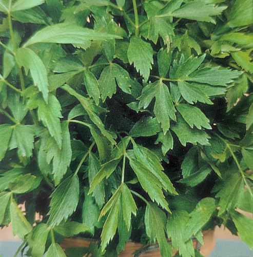 160 Samen Liebstöckel Maggikraut Mehrjährig Staude Liebstock Levisticum