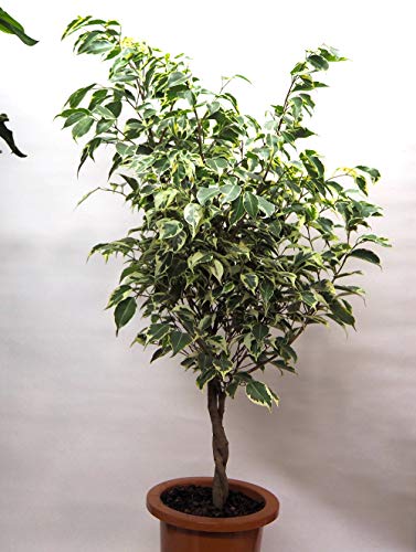 ベンジャミン 花 観葉植物の人気商品 通販 価格比較 価格 Com