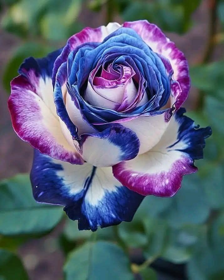 Harvested Rare Rose Plant - Hardy Perennial Rose Shrub - Richly Fragrant - Suitable for Potted and Ground Planting - Beautiful Garden Landscaping/that Grow Fast/Golden Jade Carving-1 Root-A