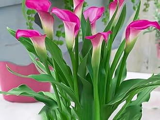 Bigreen Peace Lily Indoor Plant with Pot | Pink Spathiphyllum for Home & Office Décor | Air-Purifying Flowering Houseplant | Low-Maintenance Live Plant for Living Room & Workspace