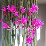 Item Condition New 200 Pz Fiori In Vaso Epiphyllum Semi Balcone Pianta Per Giardino e Casa Quattro Stagioni Piantare Facile da Coltivare 12