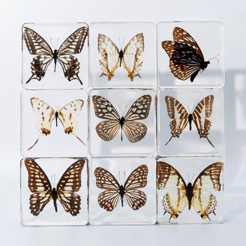 Image of Taxidermy Butterfly, Real Butterfly Specimens in Resin Preserved, Clear for Closer-Look & Study, Science Educational Classroom Specimen, Decor Ornament, Unique Amazing Gift (A, 3.0x3.0x0.8-inch)