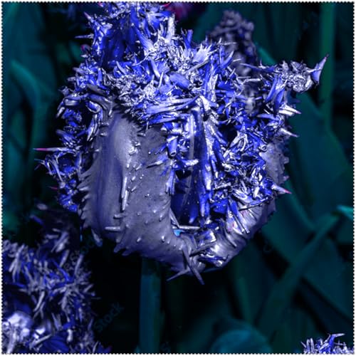 Premium Tulip Bulbs – Stunning Large Blooms, Simple to Grow – Perfect for Indoor Decor, Gifts & Holiday Displays-4 Bulbs-B