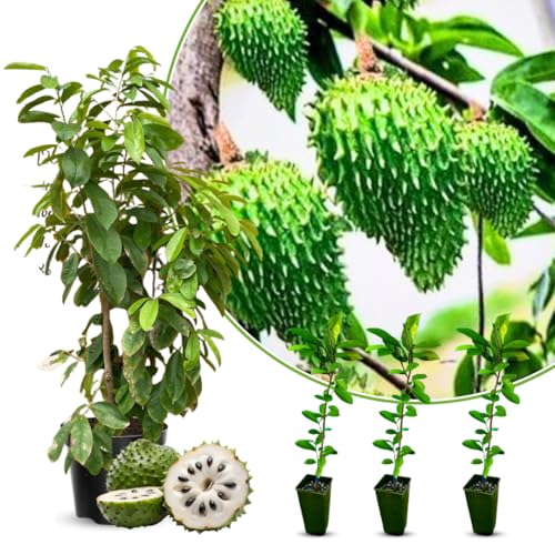 Soursop Plant Live for Planting, Annona Muricata Sweet Soursop Tree Live Plant 5-9 Inches Tall, Giant Soursop Guanabana Seedling, No Pot
