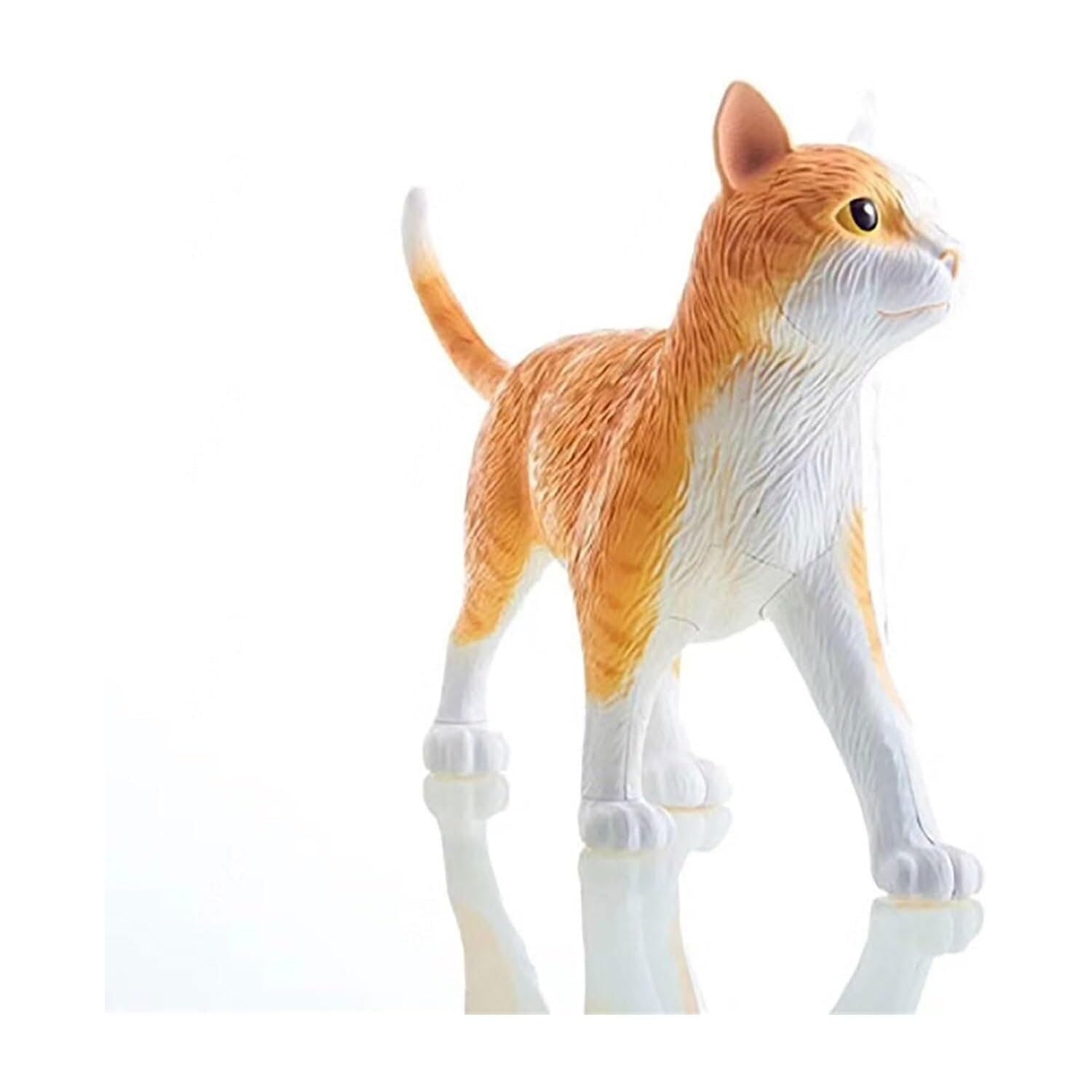Modelo de anatomía de órganos internos de Gato calicó 4D, Kit de Esqueleto y Modelo anatómico de Gato atigrado Naranja - Coleccionable de Calidad con órganos y Partes del Cuerpo Totalmente