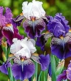 Ventajas: Fácil de cultivar. Hermosas flores cortadas. Decoración de jardines