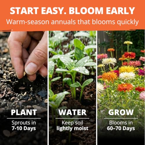 Image of HOME GROWN Zinnia Cactus Mix Seeds - 2000 Heirloom Non-GMO Flower Seeds for Spring 2026 Planting Outdoors, Large Cactus Blooms, Tall Cut Flower Garden, USDA Zones 3-10 (Zinnia elegans)