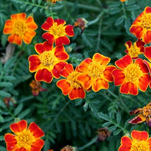 Vendita online di Calendula (Calendula officinalis