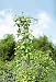 Essex Trellis, Tall Decorative Flower and/or Vegetable Support