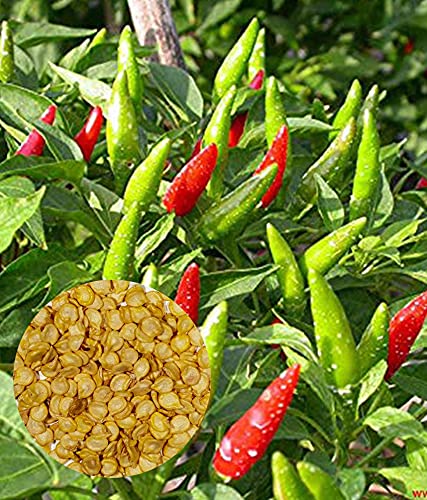 LJL Traders Hot Rare Red Bird Eye Chilli SEEDS - Kanthari Mulaku, Thai Pepper, Tiny Chilli Seeds - 30 Seeds (Pack of - 2) (B09715R937) Amazon Price History, Amazon Price Tracker