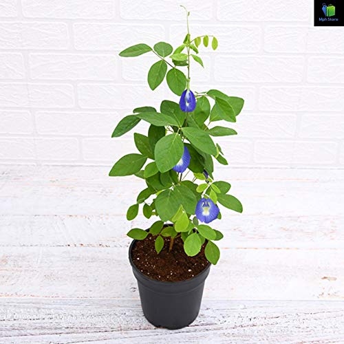 Mphmi Nurseryplant Clitoria Ternatea, Gokarna (Blue) - Plants (B09NMKXJWP) Amazon Price History, Amazon Price Tracker