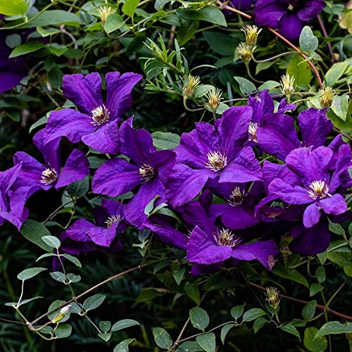 Plant Theory 60cm Cane Clematis Polish Spirit Purple Flowering Vine Climbing Plant 3L Pot