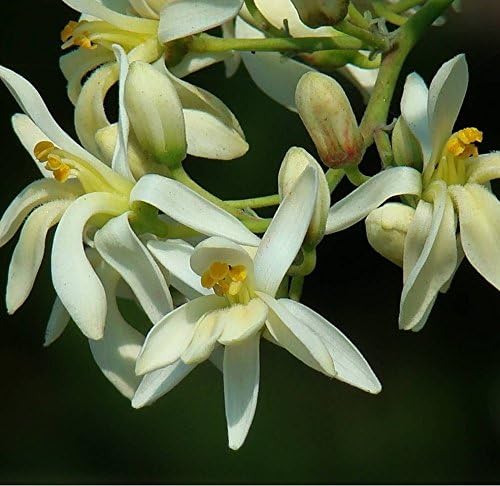 40 Green Plant Moringa Seeds