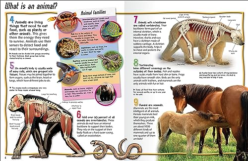 100 Facts Animal Life- Survival, Adaptation, Animal Kingdom, Educational Projects, Fun Activities, Quizzes and More! - Image 2