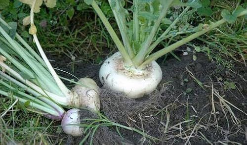 100 SEMI DI RAPA Bianca piatta quarantina semi freschi