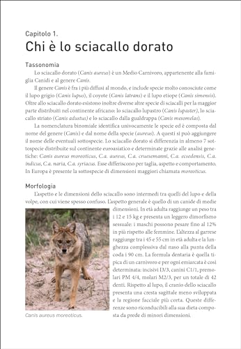 Lo Sciacallo Dorato In Italia - 6