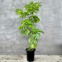 Amazon｜SUZUHA 観葉植物 本物 エバーフレッシュ 曲がり仕立て 8号