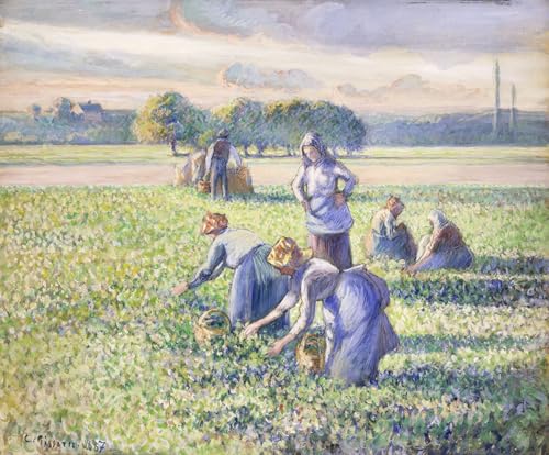 Affiche Camille Pissarro La Récolte des Pois Impression Toile Salon 60x90cm